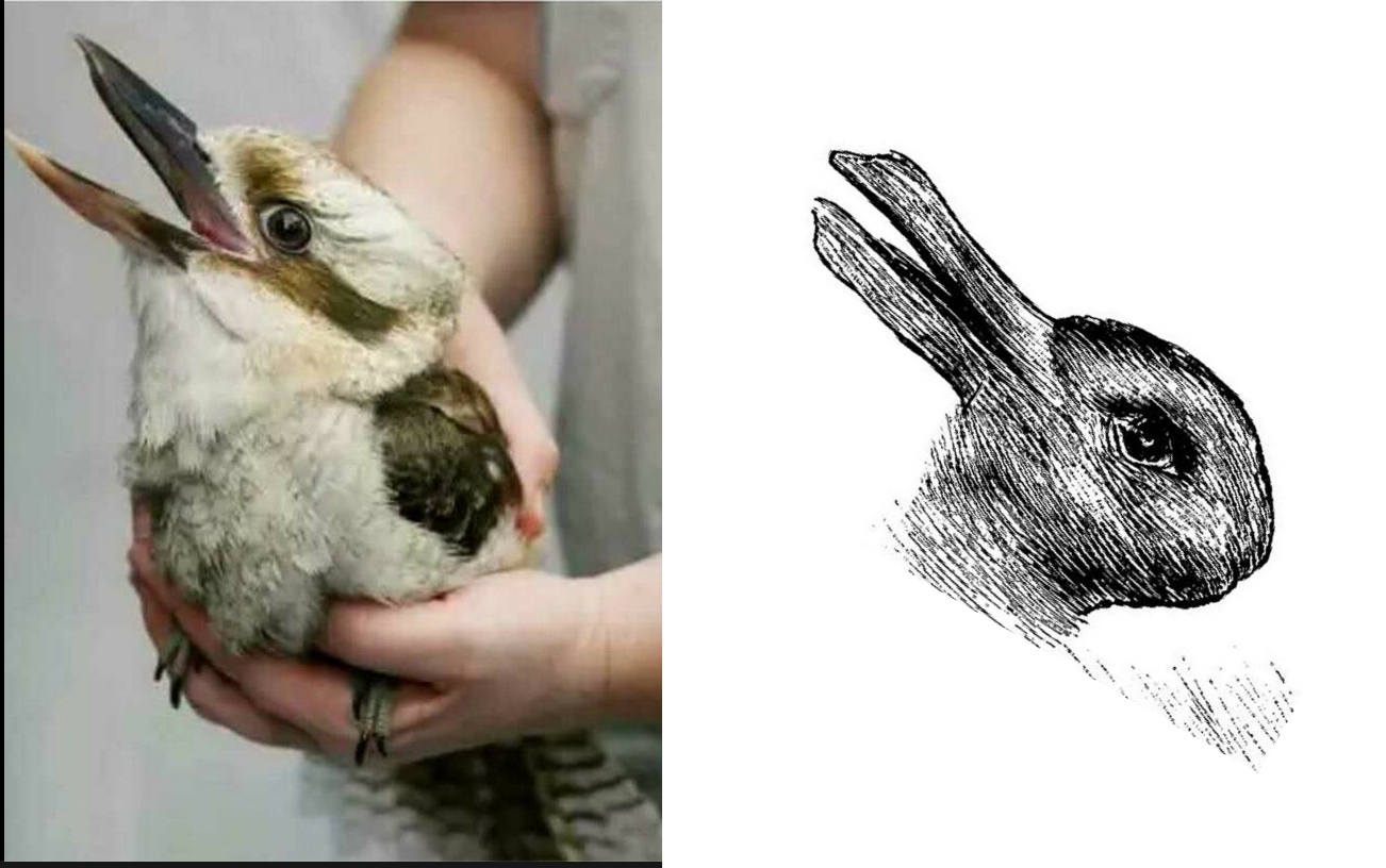 WyattoilDuckRabbit